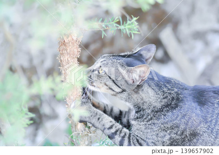 gray cat or brown and blcak cat or unmindful cat or climbing cat gray cat or brown and blcak cat or unmindful cat or climbing cat 139657902