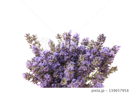 Lavender has small purple flower clusters, isolated, PNG Lavender has small purple flower clusters, isolated, PNG 139657958