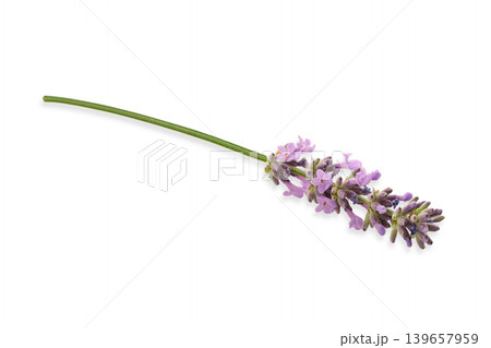 Clear lavender branch with purple flowers, isolated, PNG Clear lavender branch with purple flowers, isolated, PNG 139657959