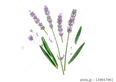 Lavender flowers with scattered petals, isolated, PNG 139657961