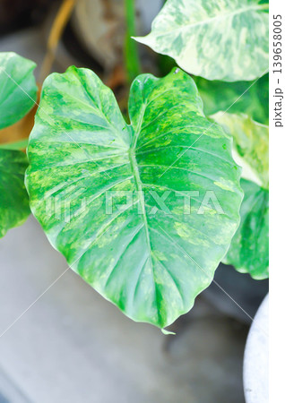 Alocasia, Alocasia macrorrhizos or Alocasia plant or bicolor alocasia or white and green leaf or yellow and green leaf or bicolor plant Alocasia, Alocasia macrorrhizos or Alocasia plant or bicolor alocasia or white and green leaf or yellow and green leaf or bicolor plant 139658005