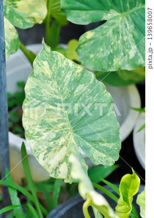 Alocasia, Alocasia macrorrhizos or Alocasia plant or bicolor alocasia or white and green leaf or yellow and green leaf or bicolor plant Alocasia, Alocasia macrorrhizos or Alocasia plant or bicolor alocasia or white and green leaf or yellow and green leaf or bicolor plant 139658007