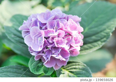 Hydrangea or macrophylla or Hydrangeaceae or purple hydrangea Hydrangea or macrophylla or Hydrangeaceae or purple hydrangea 139658026
