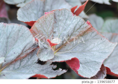 Begonia, Begonia Blad Rex Hawaiian Silver or Begonia Mirage or Begonia Rex Dino Shadow King or Begonia Rex Silver or BEGONIACEAE or silver and red leaf Begonia, Begonia Blad Rex Hawaiian Silver or Begonia Mirage or Begonia Rex Dino Shadow King or Begonia Rex Silver or BEGONIACEAE or silver and red leaf 139658077