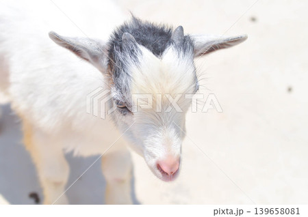 Miniature Goat, Pygmy Goat or Mini Pygmy Goat or little goat Miniature Goat, Pygmy Goat or Mini Pygmy Goat or little goat 139658081