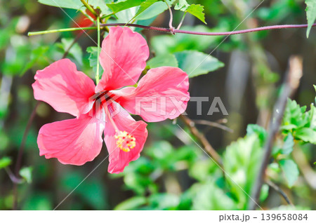 Chinese rose or Hibiscus or Hibiscus rosa sinensis or Hibisceae or Malvaceae , red hibiscus flower or red flower 139658084
