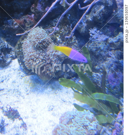 An Orchid Dottyback fish, featuring stunning purple and yellow colors, swims elegantly among colorful corals in a vibrant reef aquarium, perfect for marine life enthusiasts. An Orchid Dottyback fish, featuring stunning purple and yellow colors, swims elegantly among colorful corals in a vibrant reef aquarium, perfect for marine life enthusiasts. 139658097