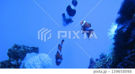 A vibrant underwater scene showcasing clownfish swimming in a colorful coral reef aquarium. The blue water enhances the beauty of marine life, perfect for educational and conservation purposes. A vibrant underwater scene showcasing clownfish swimming in a colorful coral reef aquarium. The blue water enhances the beauty of marine life, perfect for educational and conservation purposes. 139658098