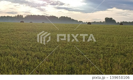 A serene countryside scene showcasing a vast field of hay bales, framed by a lush forest and a partly cloudy sky. This image captures the essence of rural tranquility and natural beauty. A serene countryside scene showcasing a vast field of hay bales, framed by a lush forest and a partly cloudy sky. This image captures the essence of rural tranquility and natural beauty. 139658106