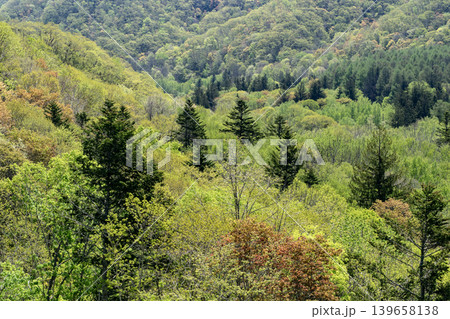 新緑の定山渓の森 新緑の定山渓の森 139658138