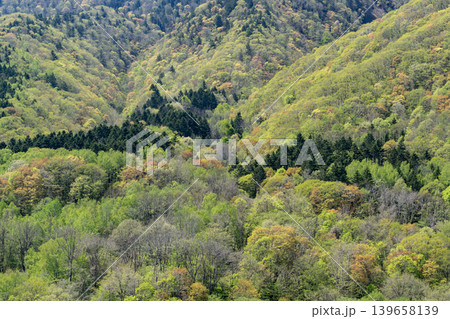 新緑の定山渓の森 新緑の定山渓の森 139658139