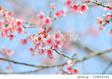 Wild Himalayan Cherry or Wild Himalayan tree or Sour cherry and sky Wild Himalayan Cherry or Wild Himalayan tree or Sour cherry and sky 139658194