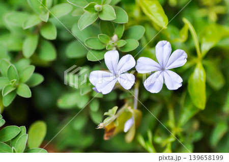 Cape leadwort, PLUMBAGINACEAE or Plumbago auriculata Lam or Sky flower or purple flower Cape leadwort, PLUMBAGINACEAE or Plumbago auriculata Lam or Sky flower or purple flower 139658199