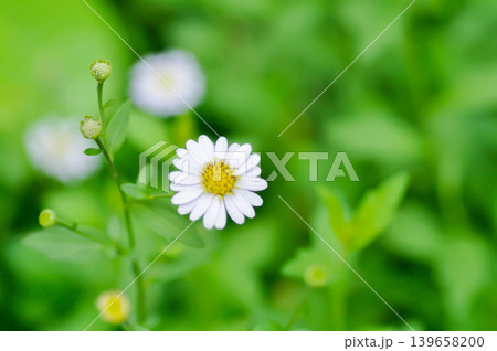 Argyranthemum frutescens, white marguerite or Asteraceae or Margaret or daisy or white flower Argyranthemum frutescens, white marguerite or Asteraceae or Margaret or daisy or white flower 139658200