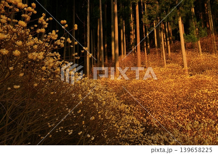 森に咲くミツマタの花 森に咲くミツマタの花 139658225