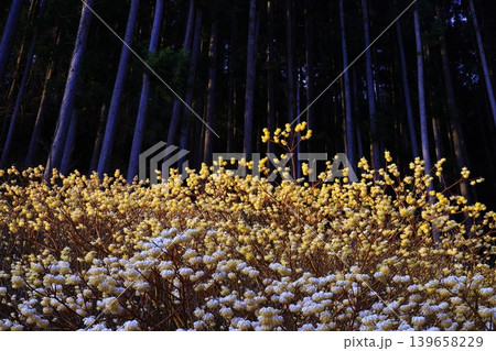 森に咲くミツマタの花 森に咲くミツマタの花 139658229