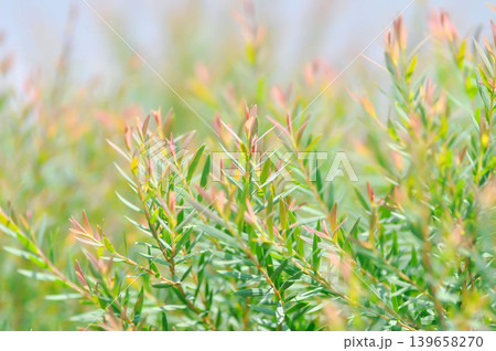 Juniperus sp, CUPRESSACEAE or pink plant 139658270