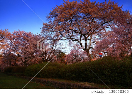 満開の桜のある風景 満開の桜のある風景 139658366