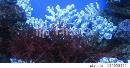 An enchanting underwater scene showcasing vibrant red algae intertwined with white coral reef formations, set against a serene blue aquarium backdrop, highlighting aquatic beauty. 139658522