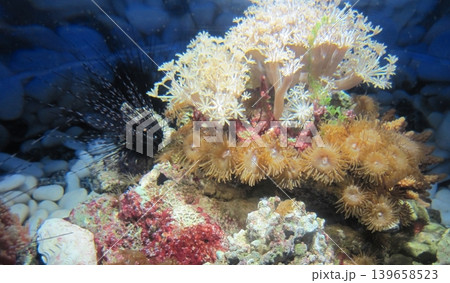 A colorful underwater scene features a coral reef ecosystem with a black sea urchin, soft coral, and zoanthids, highlighting the beauty and diversity of marine life. 139658523