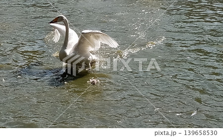 Observe the majestic swan as it flaps its wings in the water, showcasing its beauty and strength. This striking image is ideal for wildlife publications and nature documentaries. 139658530