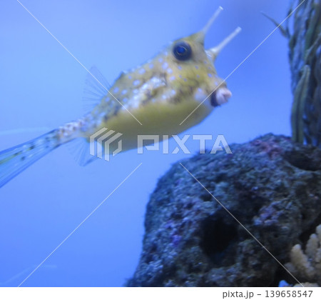 A longhorn cowfish swims elegantly in a colorful aquarium. This stunning marine creature is a perfect representation of aquatic beauty, ideal for educational and aquarium-themed content. A longhorn cowfish swims elegantly in a colorful aquarium. This stunning marine creature is a perfect representation of aquatic beauty, ideal for educational and aquarium-themed content. 139658547