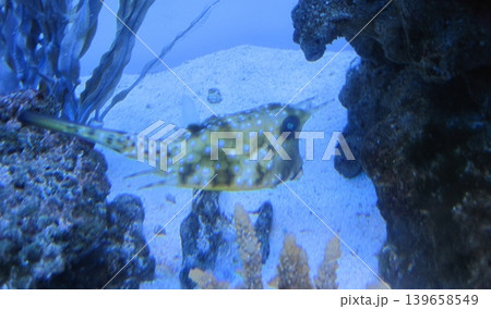 A spotted trunkfish swims through a vibrant coral reef aquarium. Its unique shape and colors enhance the beauty of marine life, showcasing the diversity of underwater ecosystems. 139658549