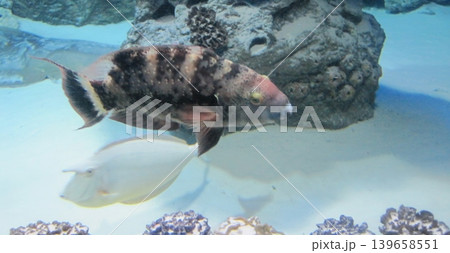 A beautiful underwater scene with a vibrant hogfish and a unicorn fish swimming among colorful corals, showcasing the rich diversity and serene beauty of marine life in an aquarium. 139658551