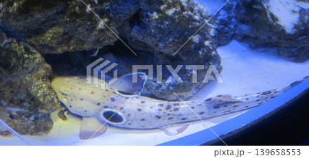 A tranquil image of a leopard shark resting beneath rocks in an aquarium. This captures the beauty of marine life and the serene underwater environment, perfect for nature publications. 139658553