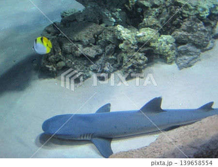 A serene underwater scene showcases a shark resting near a colorful coral reef, complemented by a vibrant butterflyfish, exemplifying the beauty of marine life and coral ecosystems. 139658554