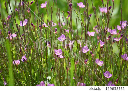 ユウゲショウの花 ユウゲショウの花 139658583