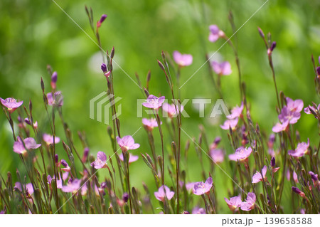 ユウゲショウの花 ユウゲショウの花 139658588