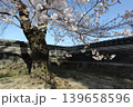 築地塀と桜 139658596