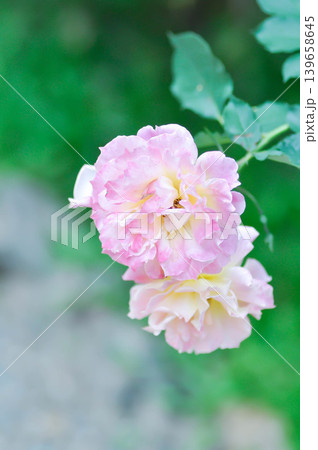 Changeable Rose, Changeable rose mallow or Cotton rose hibiscus or Dixie rosemallow or Hibiscus mutabilis L or Rose of Sharon or pink flower Changeable Rose, Changeable rose mallow or Cotton rose hibiscus or Dixie rosemallow or Hibiscus mutabilis L or Rose of Sharon or pink flower 139658645