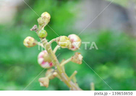 Couroupita guianensis, Dipterocarpaceae or Religiosa or Sakhuwan or Sal or Sal of India or Sal Tree or Sala or Shal with flower 139658650