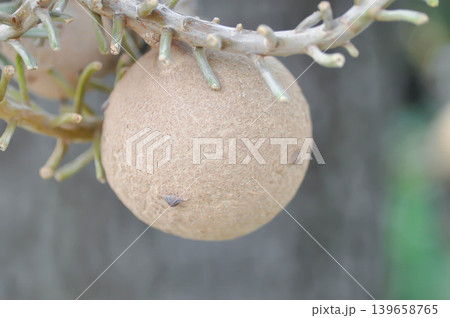 Couroupita guianensis, Dipterocarpaceae or Religiosa or Sakhuwan or Sal or Sal of India or Sal Tree or Sala or Shal or Shorea robusta with fruit 139658765