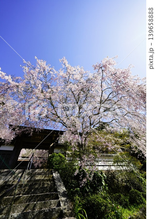 青空に映える満開の桜 青空に映える満開の桜 139658888