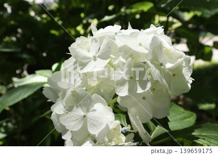 真っ白な紫陽花 139659175