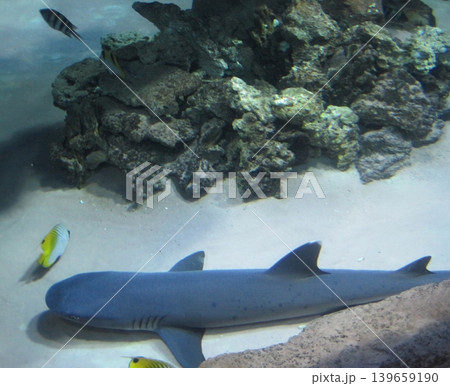 A nurse shark rests on the sandy ocean floor, surrounded by vibrant tropical fish. This serene underwater scene showcases the beauty of marine life, perfect for educational or conservation use. A nurse shark rests on the sandy ocean floor, surrounded by vibrant tropical fish. This serene underwater scene showcases the beauty of marine life, perfect for educational or conservation use. 139659190