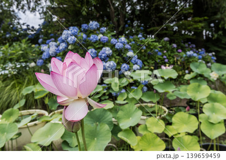 紫にけむり青にけむり赤にけむる、雨が似合いの小さな花の集まりが、大輪の花になる 紫にけむり青にけむり赤にけむる、雨が似合いの小さな花の集まりが、大輪の花になる 139659459