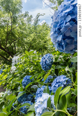 紫にけむり青にけむり赤にけむる、雨が似合いの小さな花の集まりが、大輪の花になる 紫にけむり青にけむり赤にけむる、雨が似合いの小さな花の集まりが、大輪の花になる 139659467