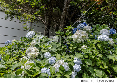 紫にけむり青にけむり赤にけむる、雨が似合いの小さな花の集まりが、大輪の花になる 紫にけむり青にけむり赤にけむる、雨が似合いの小さな花の集まりが、大輪の花になる 139659468