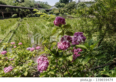 紫にけむり青にけむり赤にけむる、雨が似合いの小さな花の集まりが、大輪の花になる 紫にけむり青にけむり赤にけむる、雨が似合いの小さな花の集まりが、大輪の花になる 139659474