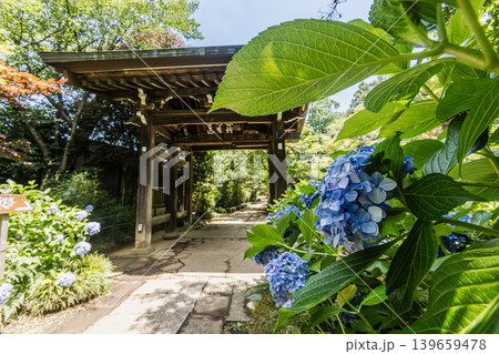 紫にけむり青にけむり赤にけむる、雨が似合いの小さな花の集まりが、大輪の花になる 139659478