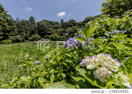 紫にけむり青にけむり赤にけむる、雨が似合いの小さな花の集まりが、大輪の花になる 139659485