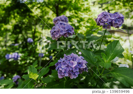 紫にけむり青にけむり赤にけむる、雨が似合いの小さな花の集まりが、大輪の花になる 紫にけむり青にけむり赤にけむる、雨が似合いの小さな花の集まりが、大輪の花になる 139659496