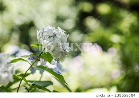 紫にけむり青にけむり赤にけむる、雨が似合いの小さな花の集まりが、大輪の花になる 139659504