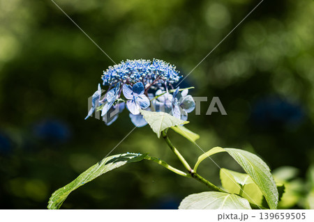 紫にけむり青にけむり赤にけむる、雨が似合いの小さな花の集まりが、大輪の花になる 紫にけむり青にけむり赤にけむる、雨が似合いの小さな花の集まりが、大輪の花になる 139659505
