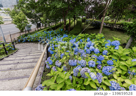 紫にけむり青にけむり赤にけむる、雨が似合いの小さな花の集まりが、大輪の花になる 紫にけむり青にけむり赤にけむる、雨が似合いの小さな花の集まりが、大輪の花になる 139659528