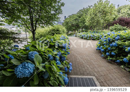 紫にけむり青にけむり赤にけむる、雨が似合いの小さな花の集まりが、大輪の花になる 紫にけむり青にけむり赤にけむる、雨が似合いの小さな花の集まりが、大輪の花になる 139659529